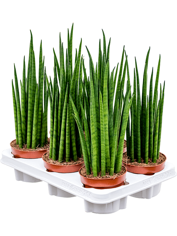 Сансевиерия Cylindrica 'Mikado' 6/tray  H40×W15 D12×9 см 