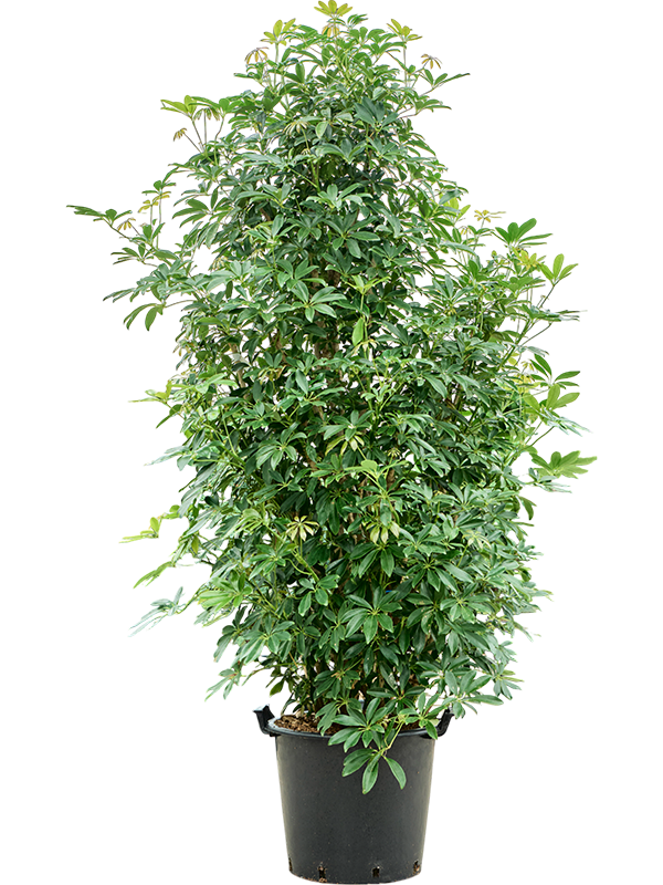 Шеффлера Arboricola 'Compacta' 200-220  H200×W100 D48×40 см 