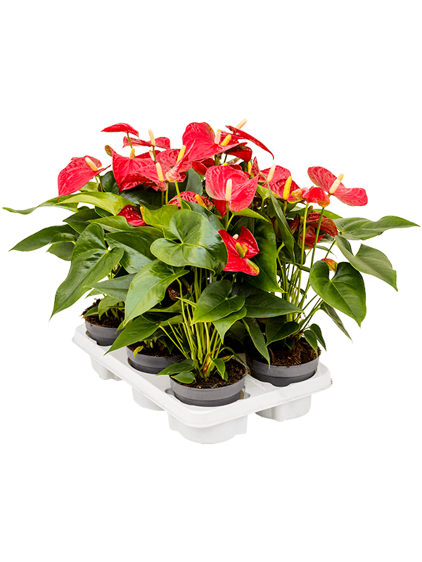 Антуриум Андрея 'Sierra' 6/tray  H45×W30 D12×10 см 