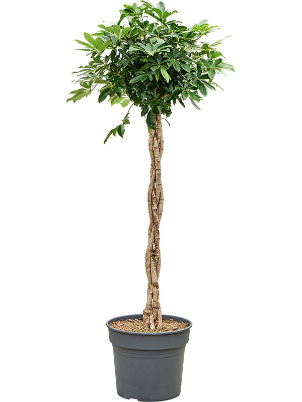 Шеффлера Arboricola 'Compacta'  H180×W60 D38×32 см 