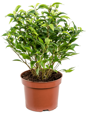Фикус Бенжамина 'Natasja' 6/tray  H30×W20 D12×10 см 