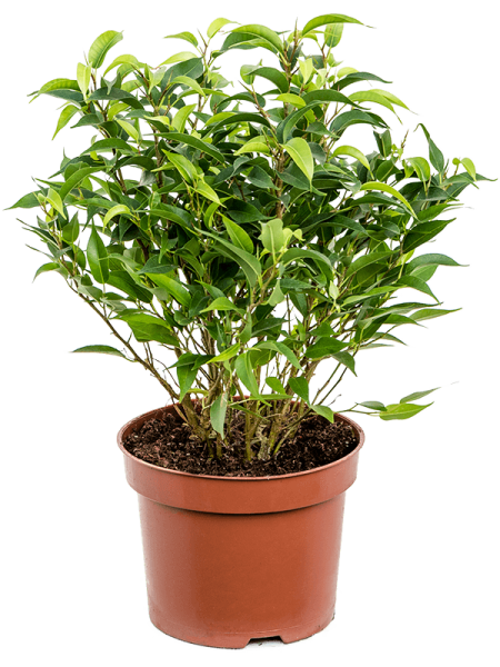 Фикус Бенжамина 'Natasja' 6/tray  H30×W20 D12×10 см 