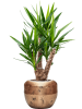 Юкка Elephantipes  H110×W60 D27×23 см 