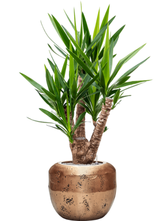 Юкка Elephantipes  H110×W60 D27×23 см 