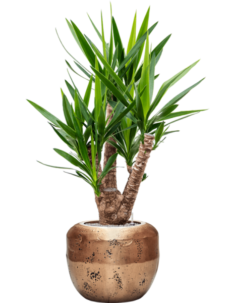 Юкка Elephantipes  H110×W60 D27×23 см 