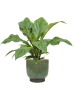 Антуриум Эллиптический 'Jungle Bush'  H50×W50 D21×20 см 