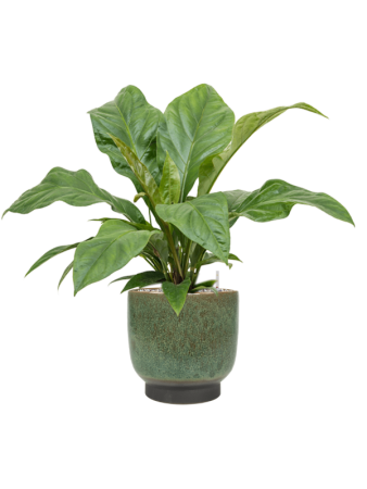 Антуриум Эллиптический 'Jungle Bush'  H50×W50 D21×20 см 