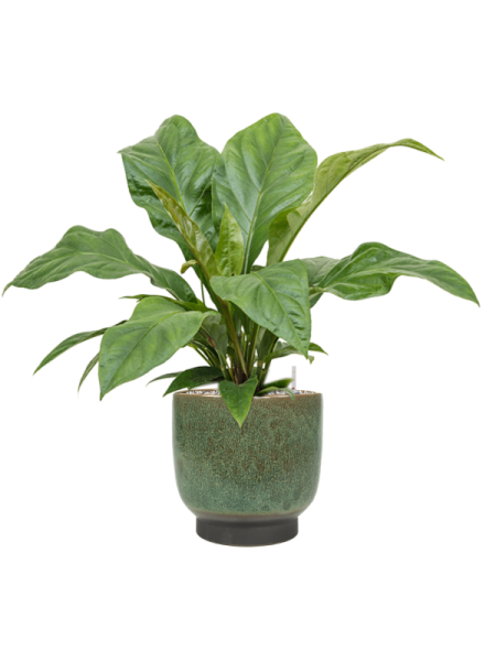 Антуриум Эллиптический 'Jungle Bush'  H50×W50 D21×20 см 