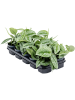 Сциндапсус Пёстрый 'Trebie' 10/tray  H15×W20 D12×12 см 