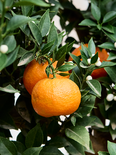 Цитрус Оранжевый 'Chinotto'  H160×W60 D38×37 см 