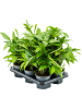 Драцена Surculosa 6/tray  H40×W30 D12×10 см 