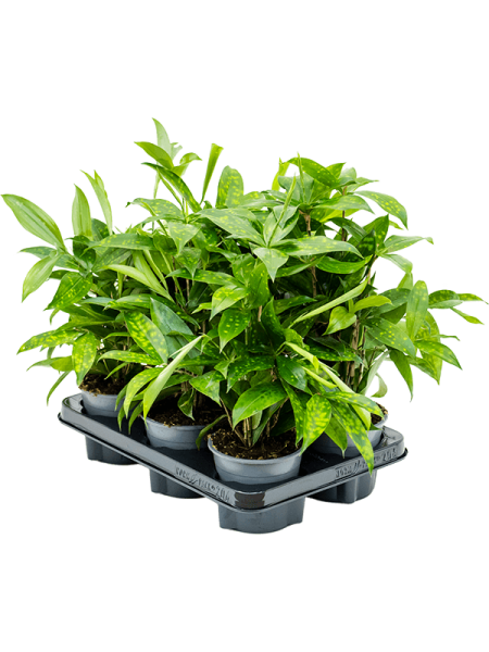 Драцена Surculosa 6/tray  H40×W30 D12×10 см 
