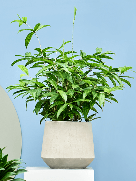 Драцена Surculosa  H70×W40 D21×20 см 