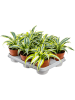 Драцена Fragrans 'Surprise' 8/tray  H25×W20 D12×10 см 