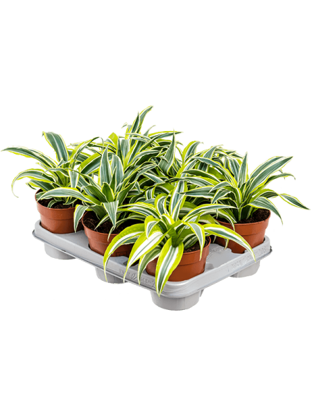 Драцена Fragrans 'Surprise' 8/tray  H25×W20 D12×10 см 