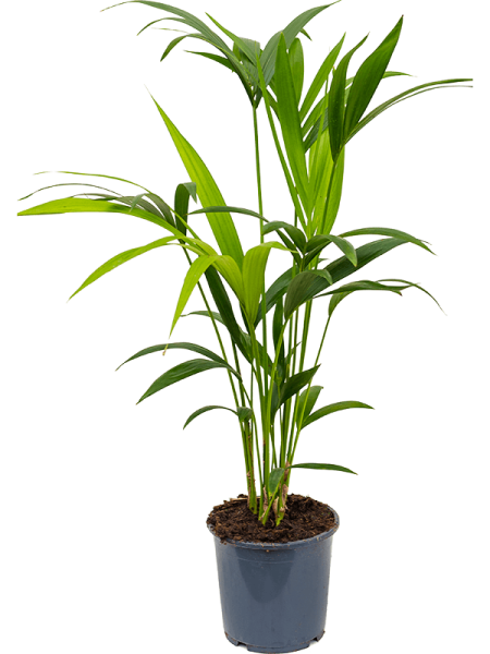 Кентия Howea Форстериана  H80×W40 D17×15 см 