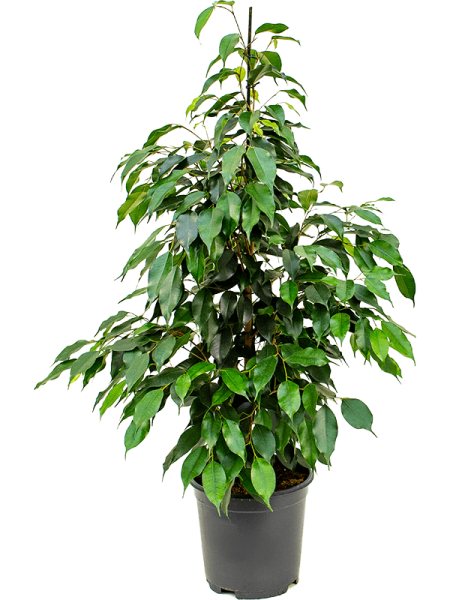 Фикус Бенжамина 'Danielle'  H100×W45 D21×19 см 