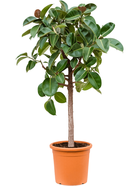 Фикус Elastica 'Robusta'  H180×W80 D38×32 см 