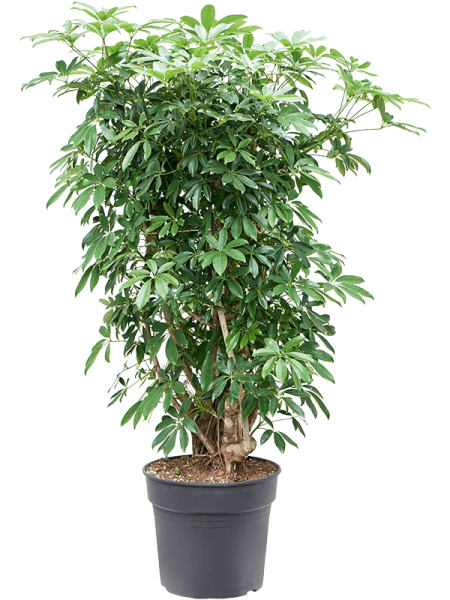 Шеффлера Arboricola 'Compacta'  H130×W90 D34×30 см 