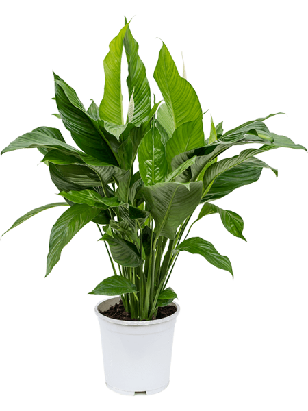 Спатифиллум 'Sweet Lauretta'  H100×W60 D24×22 см 