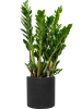 Замиокулькас Замиевиднолистный  H100×W40 D27×24 см 