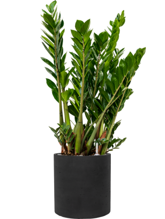 Замиокулькас Замиевиднолистный  H100×W40 D27×24 см 