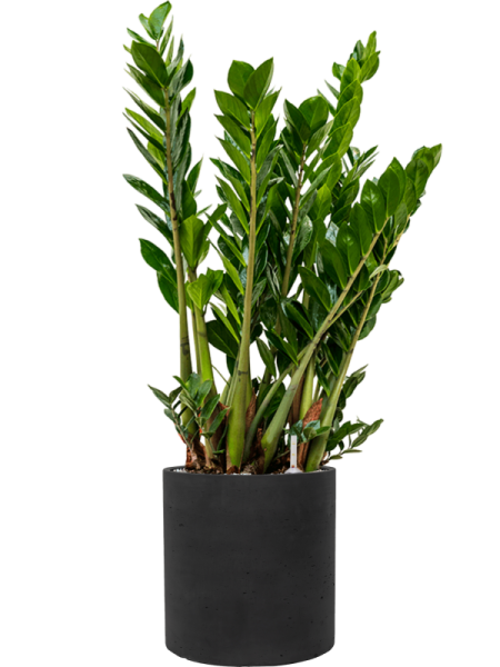 Замиокулькас Замиевиднолистный  H100×W40 D27×24 см 