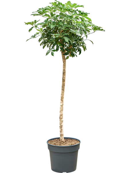 Шеффлера Arboricola 'Compacta'  H180×W60 D38×32 см 