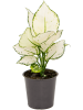 Аглаонема 'White Joy' 6/tray  H30×W30 D12×9 см 