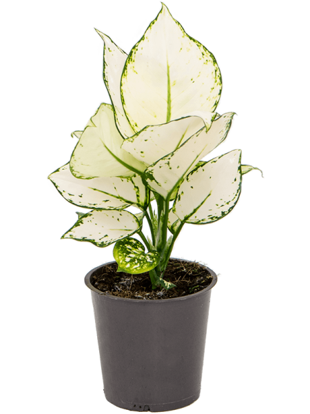 Аглаонема 'White Joy' 6/tray  H30×W30 D12×9 см 