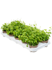 Фикус Pumila repens 'White Sunny' 12/tray  H15×W15 D9×7 см 
