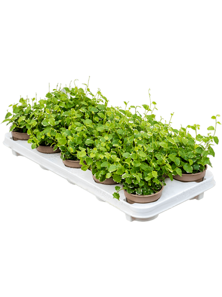 Фикус Pumila repens 'White Sunny' 12/tray  H15×W15 D9×7 см 