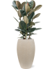 Фикус Elastica 'Abidjan'  H130×W70 D30×27 см 