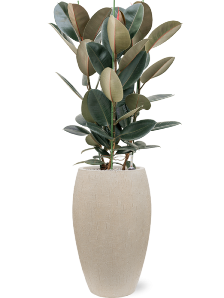 Фикус Elastica 'Abidjan'  H130×W70 D30×27 см 