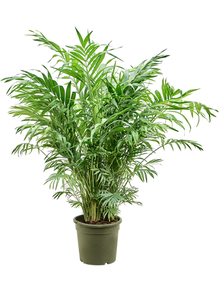 Хамедорея Elegans  H70×W50 D23×21 см 