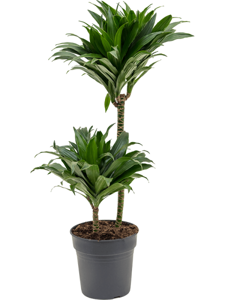 Драцена Fragrans 'Compacta'  H80×W30 D19×18 см 