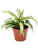 Драцена Fragrans 'Malaika' 6/tray  H20×W20 D12×10 см 