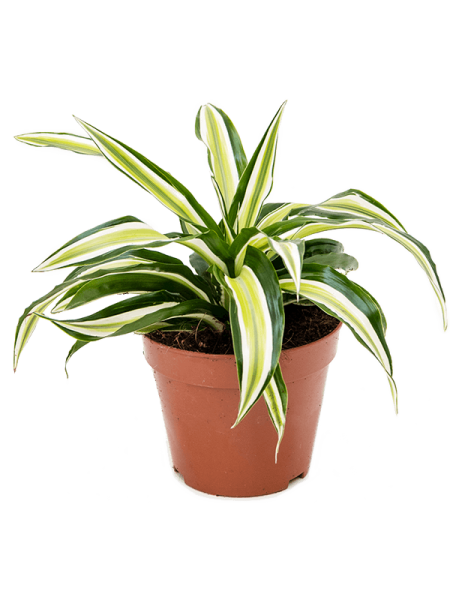Драцена Fragrans 'Malaika' 6/tray  H20×W20 D12×10 см 