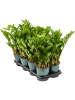 Замиокулькас Замиевиднолистный 8/tray  H40×W20 D14×13 см 