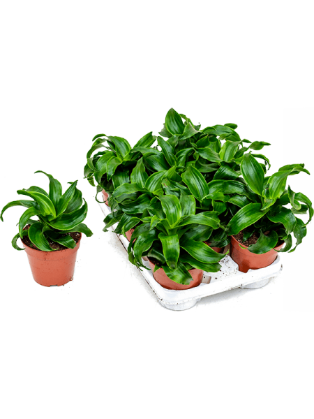 Драцена Fragrans 'Twist' 6/tray  H25×W20 D12×10 см 
