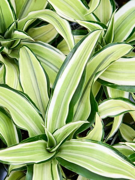Драцена Fragrans 'Malaika' 12/tray  H12×W12 D6×5 см 