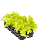 Сциндапсус Эпипремнум 'Golden Pothos' 10/tray  H20×W20 D12×9 см 