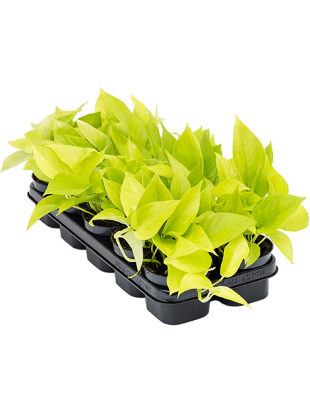 Сциндапсус Эпипремнум 'Golden Pothos' 10/tray  H20×W20 D12×9 см 