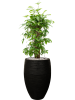 Драцена Surculosa 90-120  H90×W50 D24×23 см 