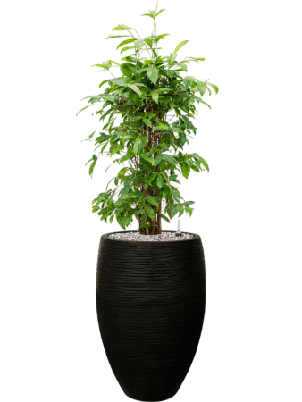Драцена Surculosa 90-120  H90×W50 D24×23 см 
