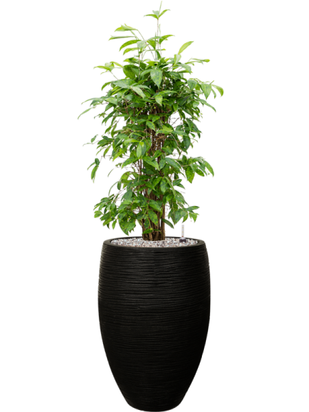 Драцена Surculosa 90-120  H90×W50 D24×23 см 