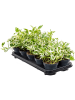 Сциндапсус Эпипремнум 'N'joy' 10/tray  H20×W20 D12×10 см 