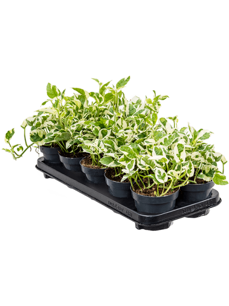 Сциндапсус Эпипремнум 'N'joy' 10/tray  H20×W20 D12×10 см 