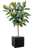Фикус Elastica 'Robusta'  H130×W70 D30×27 см 