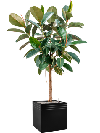 Фикус Elastica 'Robusta'  H130×W70 D30×27 см 